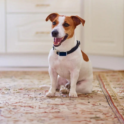 G12 Smart GPS Pet Tracker — Mini, Waterproof, Anti-Loss Collar for Dogs & Cats