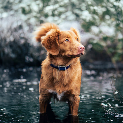 G12 Smart GPS Pet Tracker — Mini, Waterproof, Anti-Loss Collar for Dogs & Cats